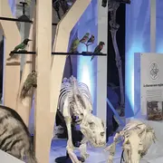 Safaris racontés au Muséum