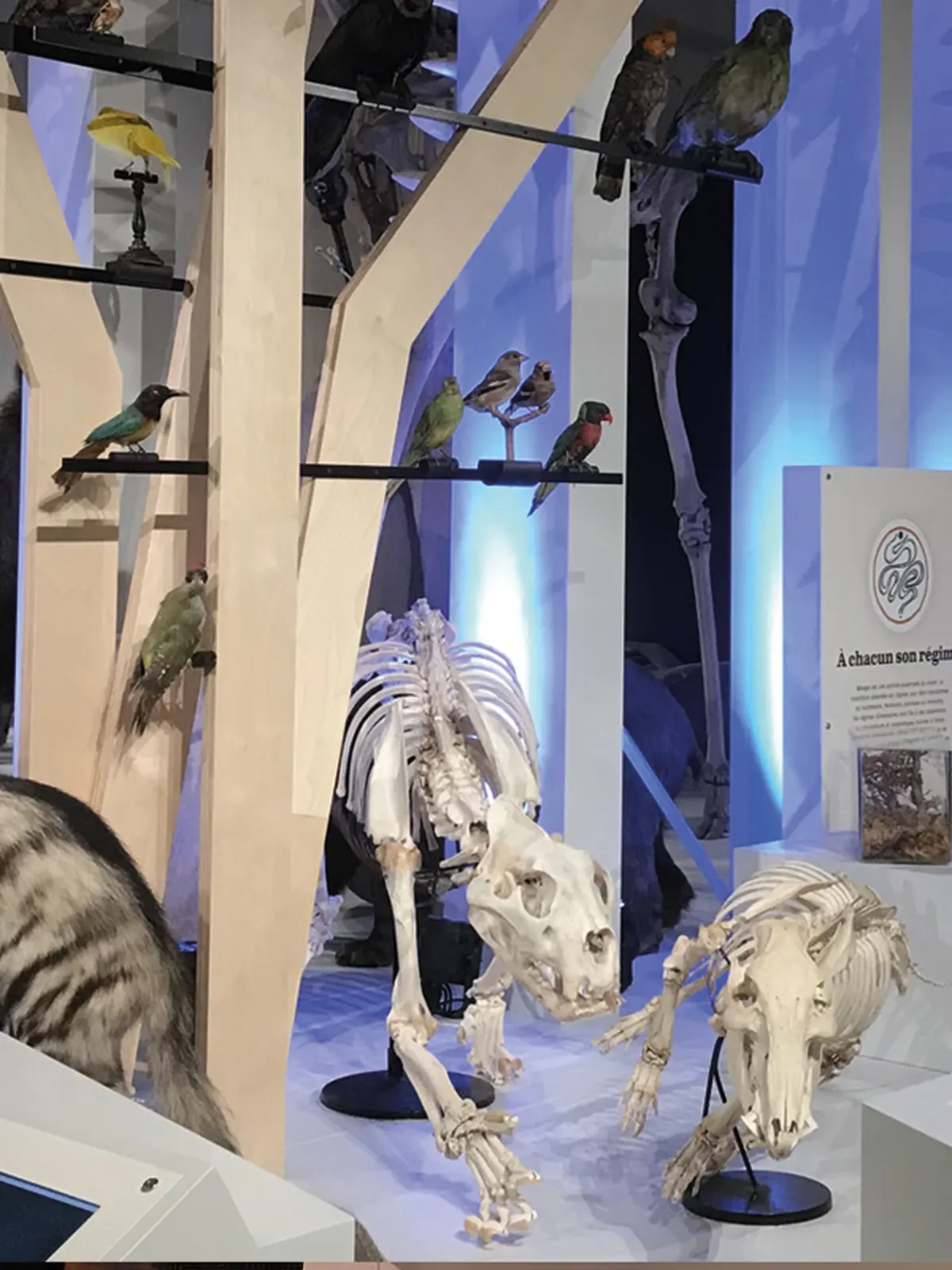 Safaris racontés en famille au Muséum