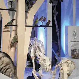 Safaris racontés en famille au Muséum