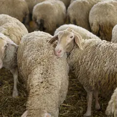 Saint-Gély fête la Ruralité