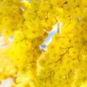 Saint Valentin Atelier Floral : un bouquet a offrir, un moment a partager