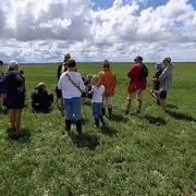 Salicorne et compagnie