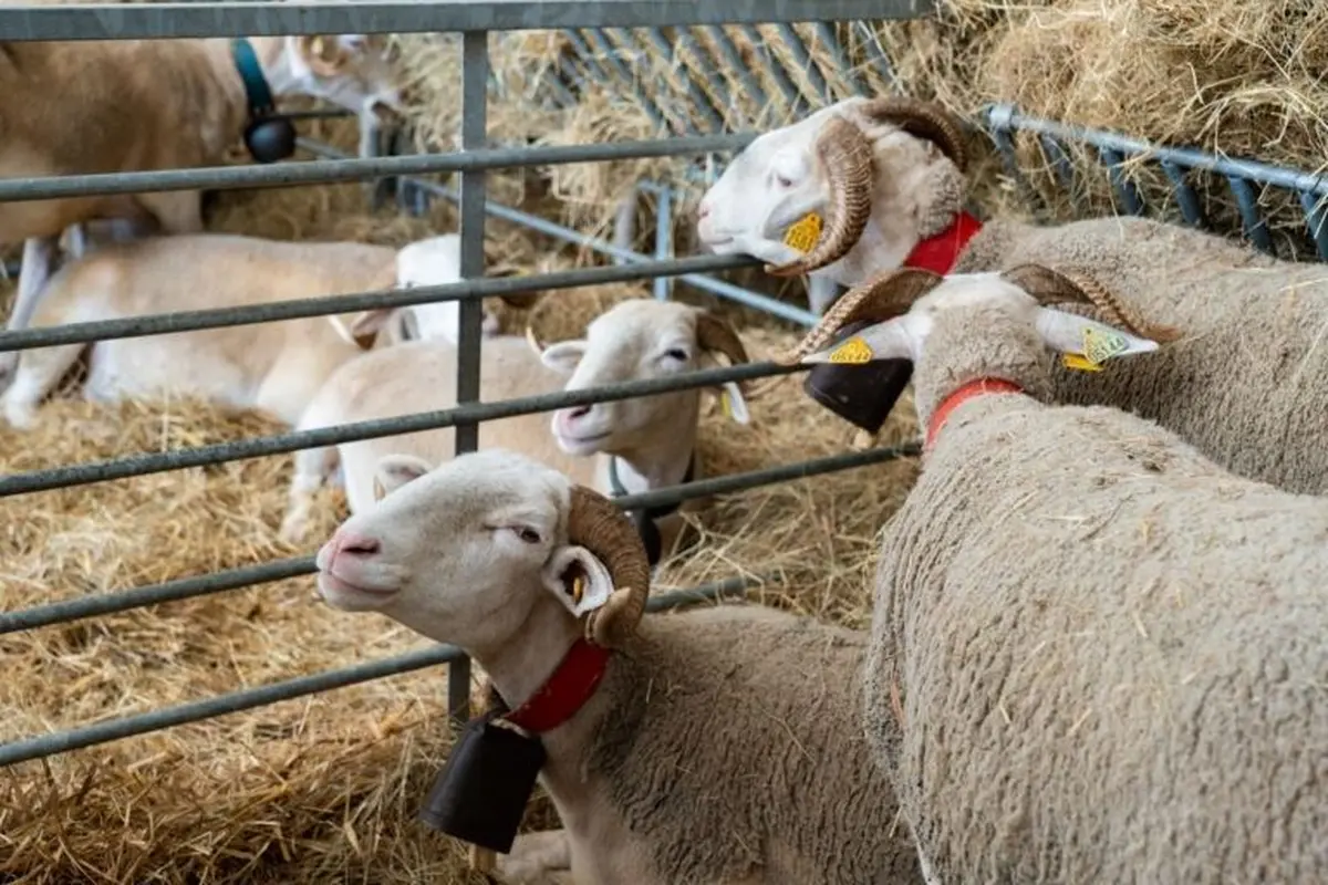 Plus de 300 animaux sont pr&eacute;sents pour participer &agrave; de concours 