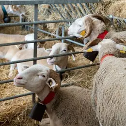 Salon Agricole Régional de Tarbes 2027