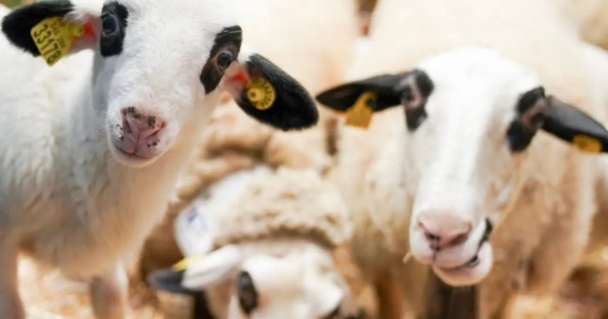 Salon de l’agriculture à Paris