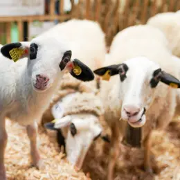 Salon de l’agriculture à Paris 2027