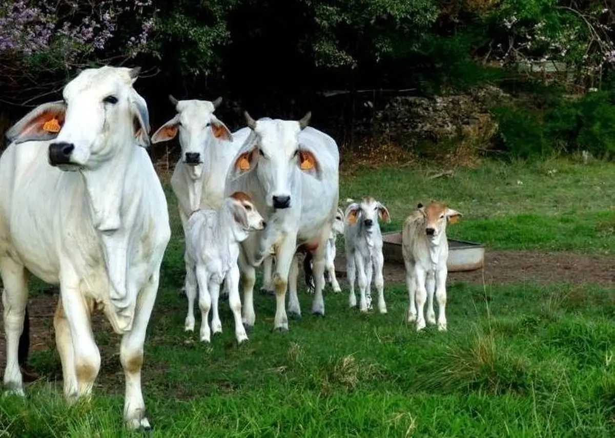 La race Brahman : égérie 2026 du salon de l'agriculture