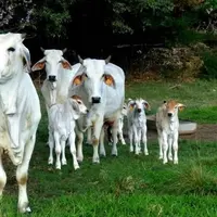 La race Brahman : égérie 2026 du salon de l'agriculture DR
