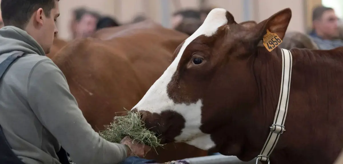Aucun bovin au salon de l'agriculture 2026