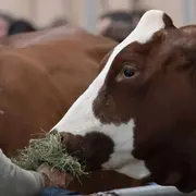 Salon de l’Agriculture 2026 : aucun bovin ne sera présent en raison de la dermatose nodulaire