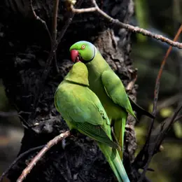 Salon de la société ornithologique du Limousin