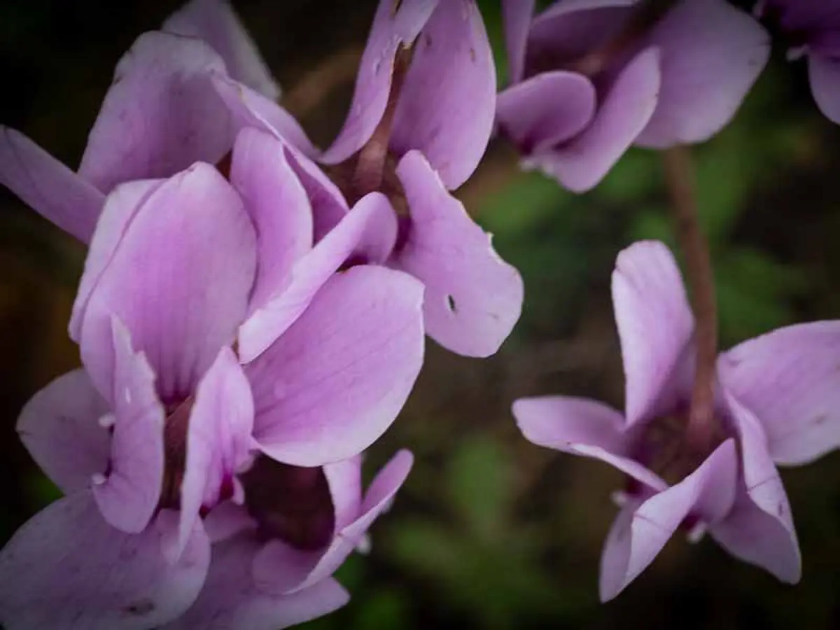 Salon des orchidées