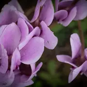 Salon des orchidées
