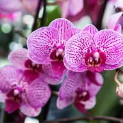 Salon des Orchidées à Menton