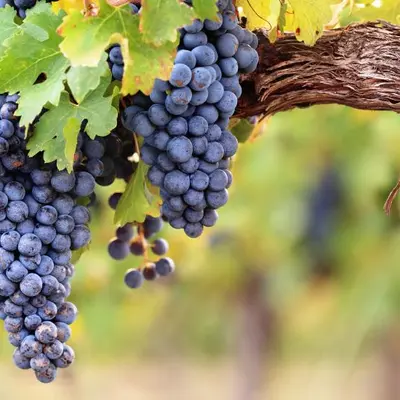 Rhône : nos 13 idées sorties du week-end