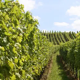 Salon du vin à Lyon en 2026