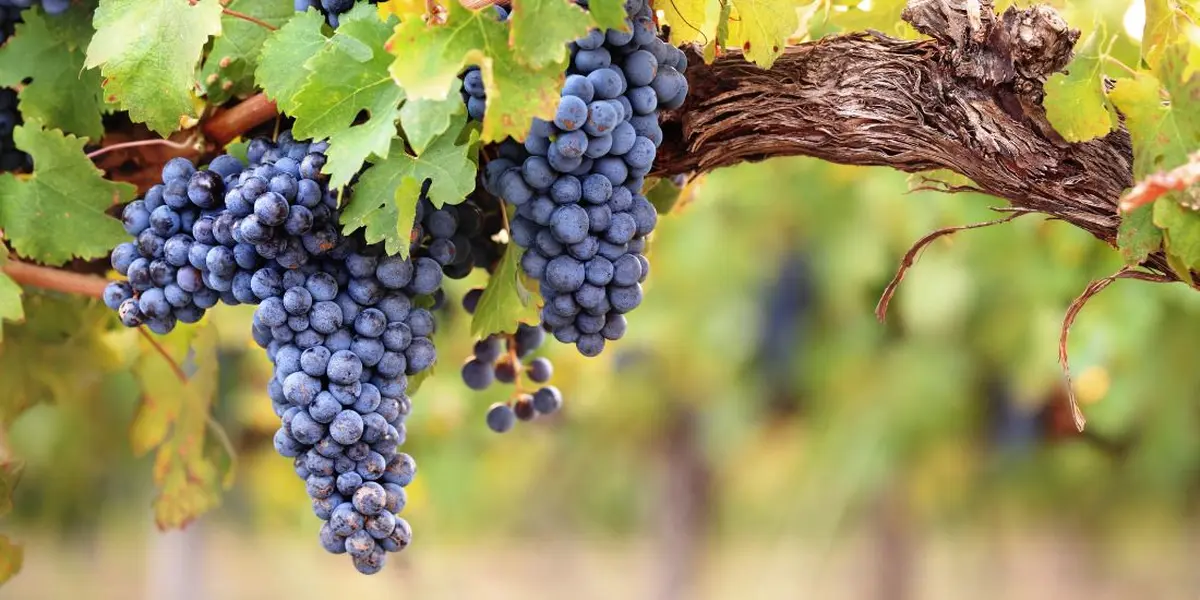 Salon des Vins des Vignerons Indépendants à Lyon