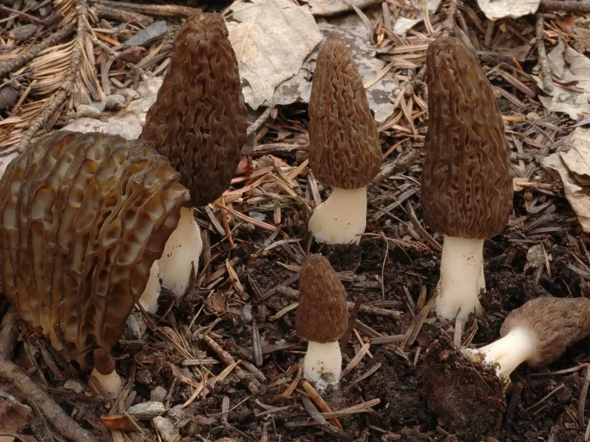 Salon du champignon