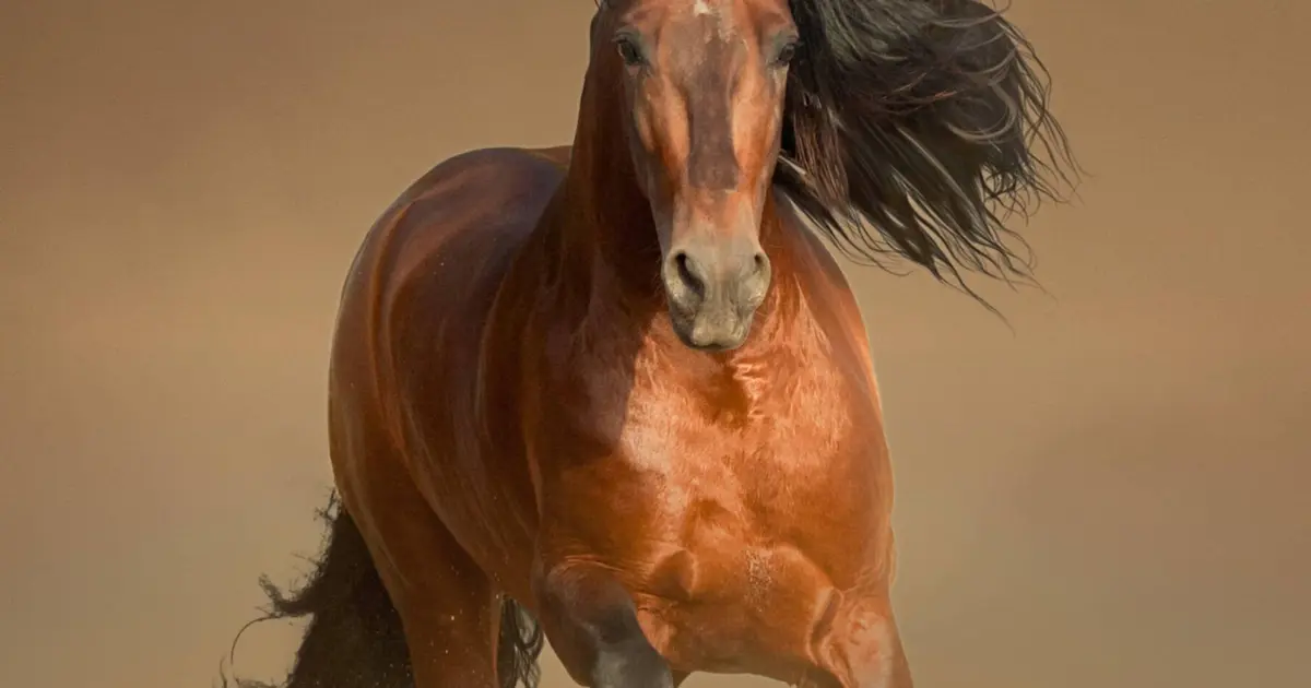 Salon du cheval d&rsquo;Albi 2026 Le Sequestre 2026 : dates, horaires, tarifs, exposants