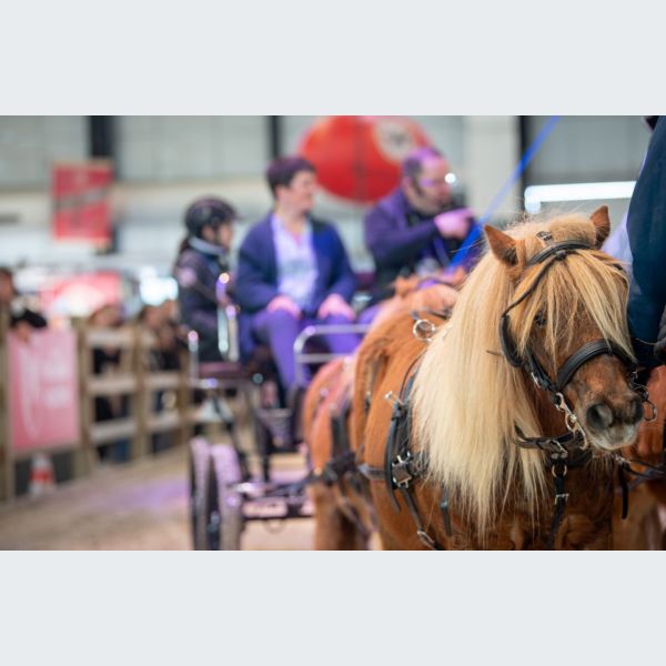 Salon du cheval de Bordeaux 2024 Jumping International calendrier