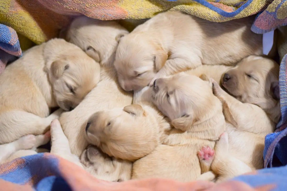 L'association FUTUR et la SPA appellent à l'annulation du Salon du chiot, incompatible selon eux avec les enjeux de protection animale et de lutte contre les abandons. 