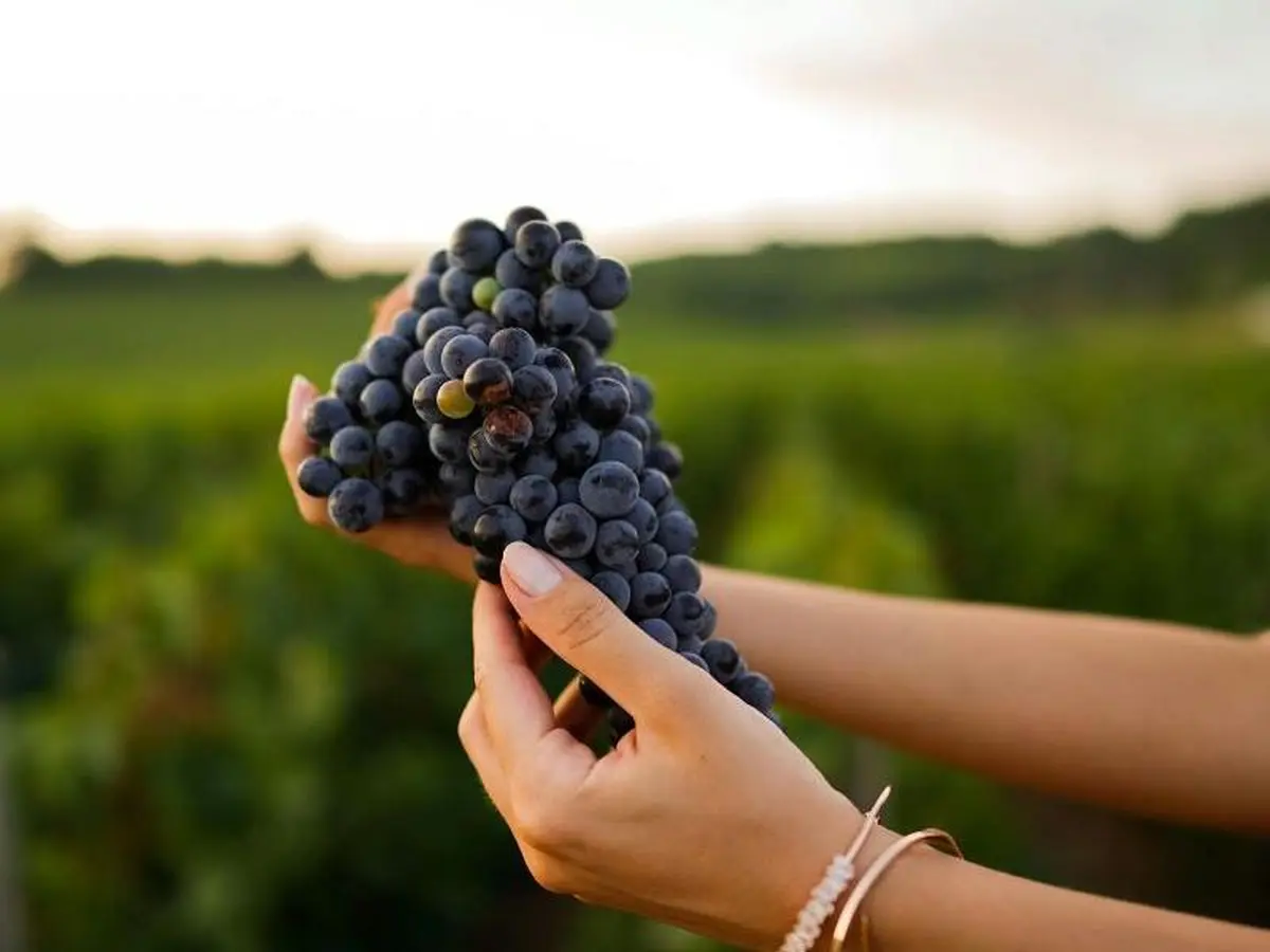 Salon du vin et des terroirs