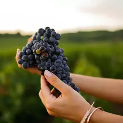 Salon du vin et des terroirs