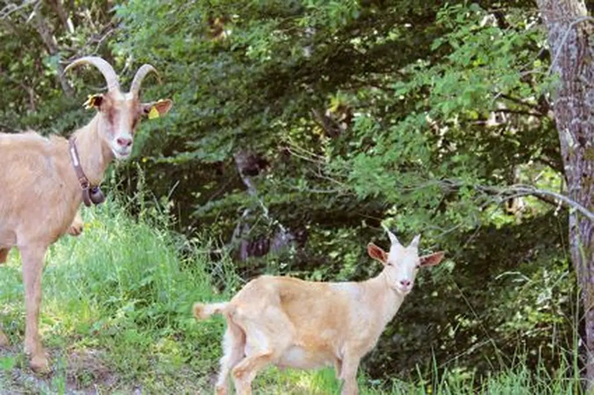 Salut les chèvres !