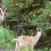 Une rando, une ferme auberge