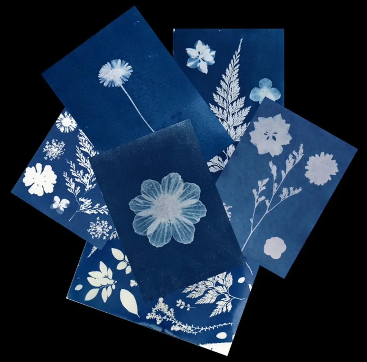 Samedi créatif Cyanotype