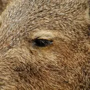 Sanglier à la broche