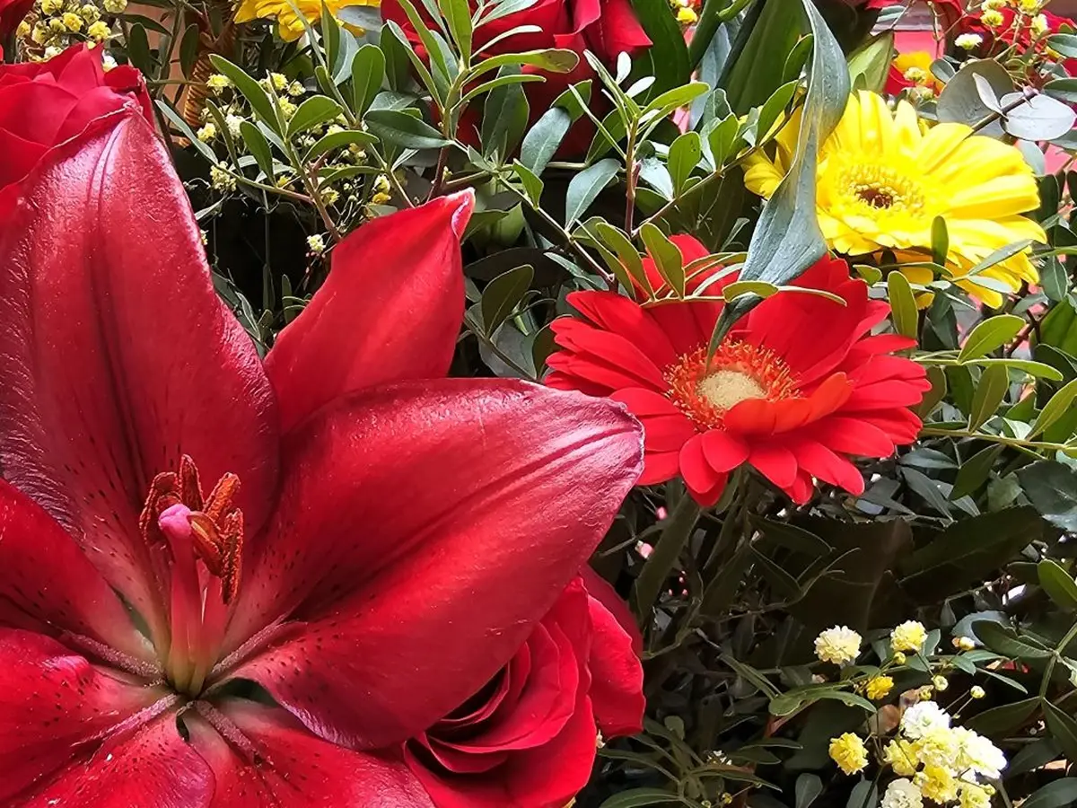 Sant Jordi - L’itinéraire Du Livre