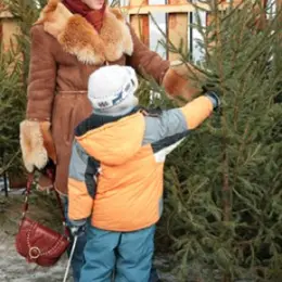 Sapin de Noël : comment le choisir ?