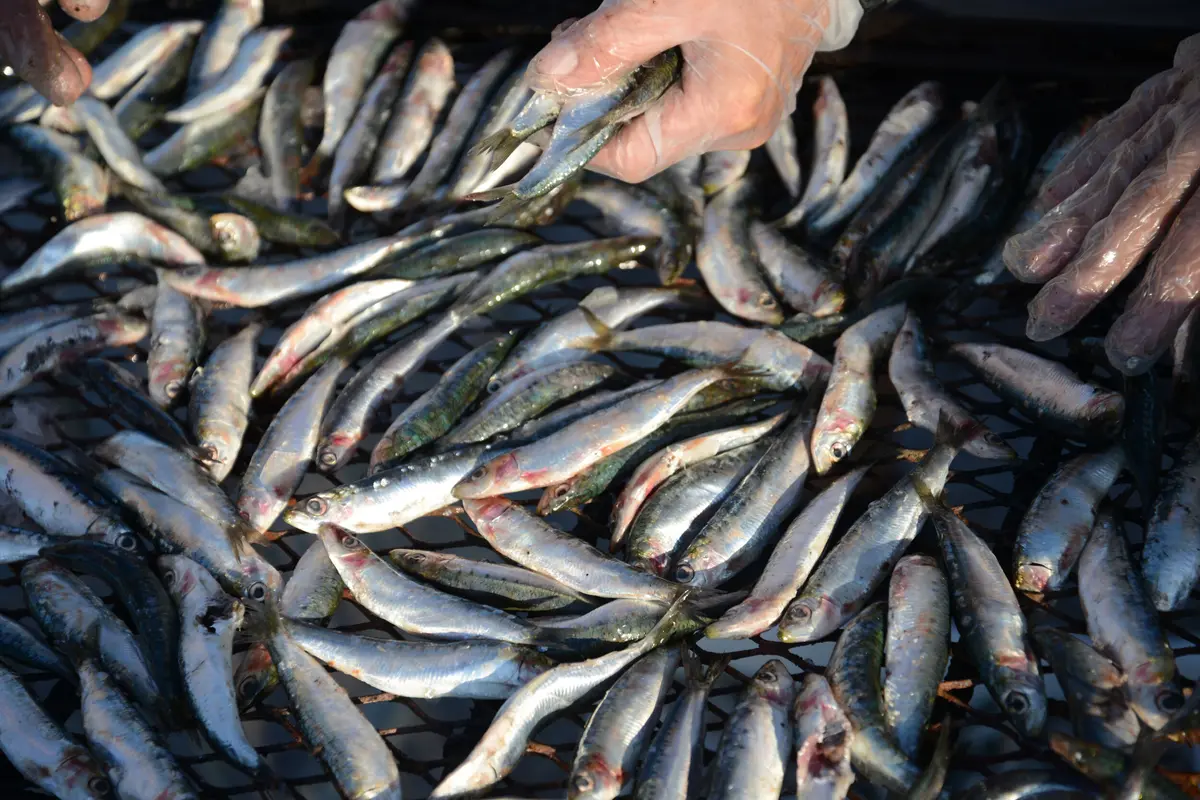 Sardinade