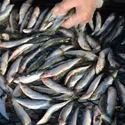 Sardinade