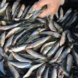 Sardinade