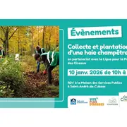 Sauvons ensemble des jeunes plants d'arbres