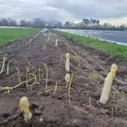Savez-vous récolter les asperges ?