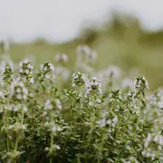 Savoir-faire au rendez-vous : Distillerie de l'Ort