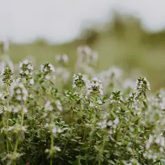 Savoir-faire au rendez-vous : Distillerie de l'Ort