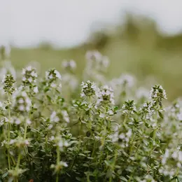 Savoir-faire au rendez-vous : Distillerie de l'Ort