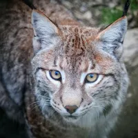 Schwarzwaldzoo DR