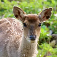Schwarzwaldzoo DR