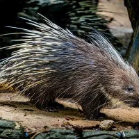 Schwarzwaldzoo DR