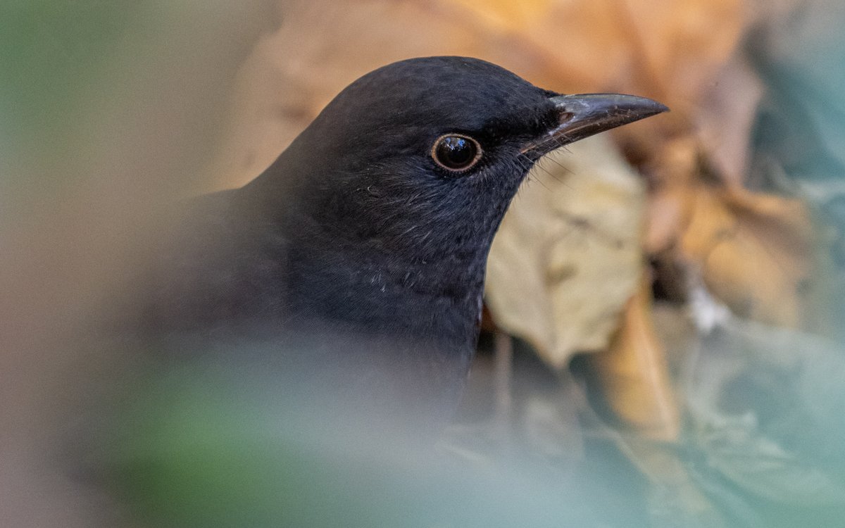 18 08 Oiseau des jardins_-_Dana_Escalera_-_Volatiles