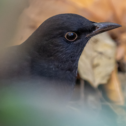 Science participative : Oiseaux des jardins