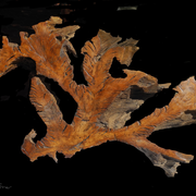 Sculptures sur bois, mascarades et carnavals