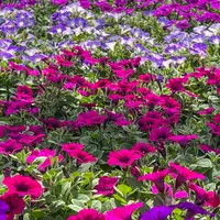 Se préparer pour l'été DR