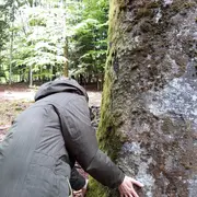 Séance de sylvothérapie : vivez votre 1er bain de forêt