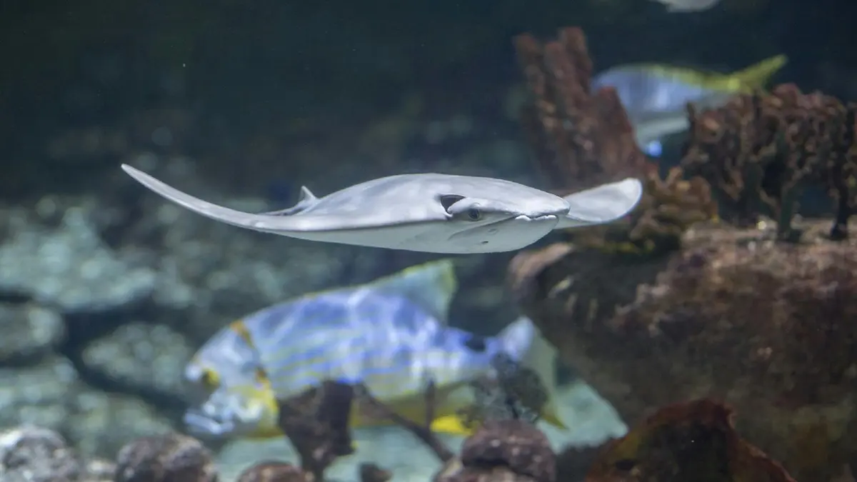 Une raie pastenague nage près d'un corail, avec un poisson coloré visible à l'arrière-plan.
